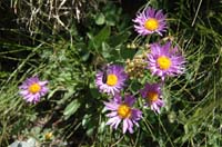 Aster_alpinus_2