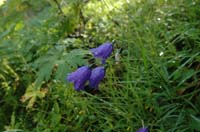 Campanula_sceuchzeri