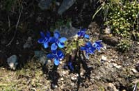 Gentiana_barachyphylla_3