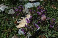 Gentiana_campestris_2