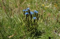 Gentiana_nivalis_2