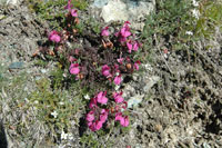 Pedicularis_kerneri