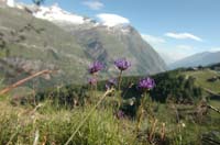 Phyteuma_hemisphaericum