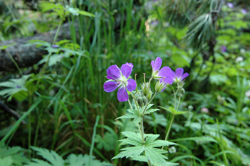 Geranium_sylvaticum