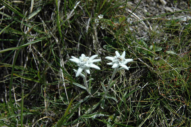 Leontopodium_alpinum_2