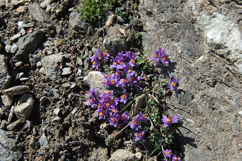 Linaria_alpina