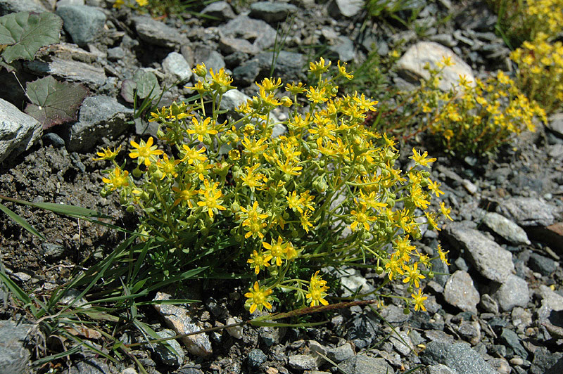 Saxifraga_aizoides_2