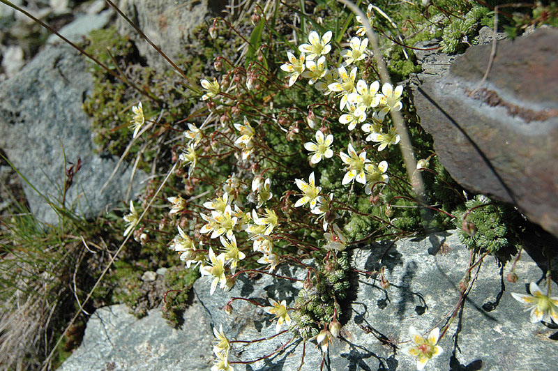 Saxifraga_byroides_2