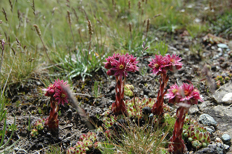 Sempervivum_montanum_2