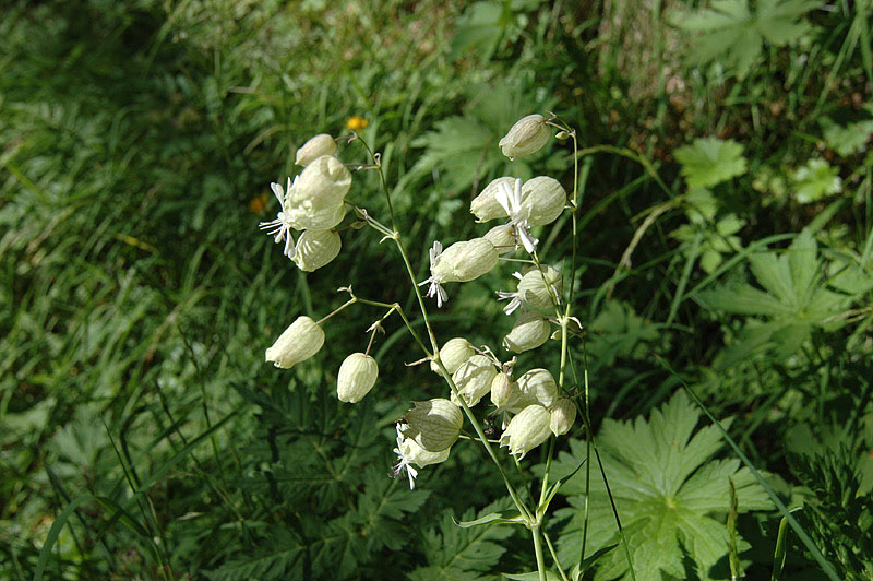 Silene_vulgaris