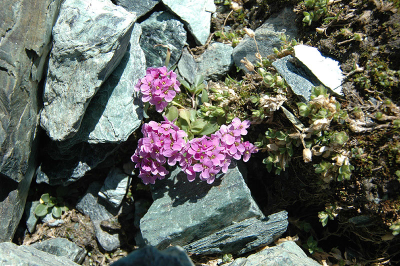 Thlaspi_rotundifolium