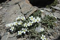 Cerastium_latifolium_2