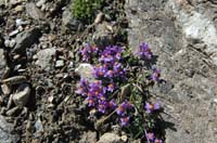 Linaria_alpina