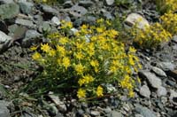 Saxifraga_aizoides_2