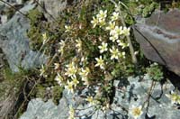 Saxifraga_byroides_2