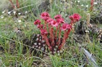 Sempervivum_arachnoideum_3