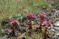 Sempervivum_montanum_2