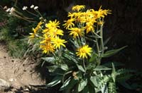 Senecio_doronicum_2