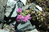 Thlaspi_rotundifolium